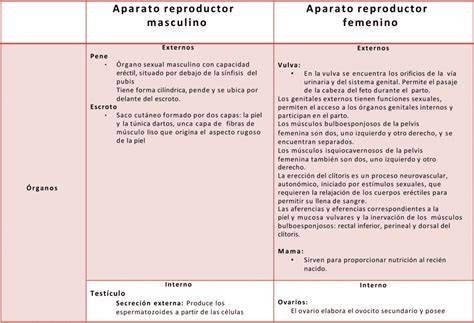 Esquema de las diferencias anatómicas entre el aparato reproductor masculino y femenino