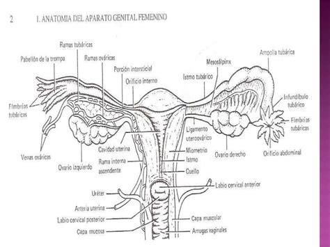 Esquema detallado del aparato reproductor femenino