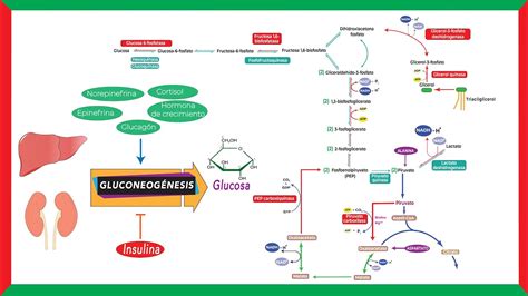 Esquema de las vías metabólicas: absorción, glucogenólisis y gluconeogénesis hepática.