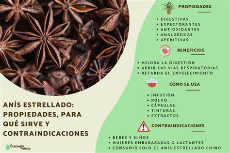 Esquema de las diferentes variedades de anís y sus frutos (verde, estrellado, japonés)
