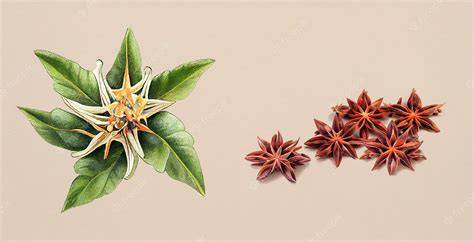 Fotografía de anís estrellado (Illicium verum) y anís estrellado japonés (Illicium anisatum) mostrando sus similitudes visuales