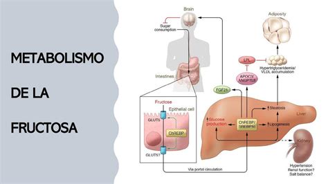Esquema visual que compara el metabolismo de la fructosa natural vs. la fructosa añadida