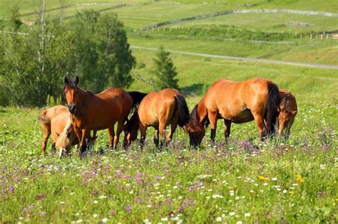 Caballos pastando libremente en un vasto paisaje montañoso