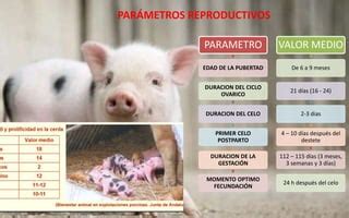 Infografía detallando los parámetros de madurez y ciclo reproductivo equino