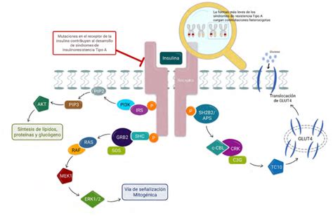 Diagrama que ilustra la cascada hormonal afectada por el estrés en hombres y mujeres.