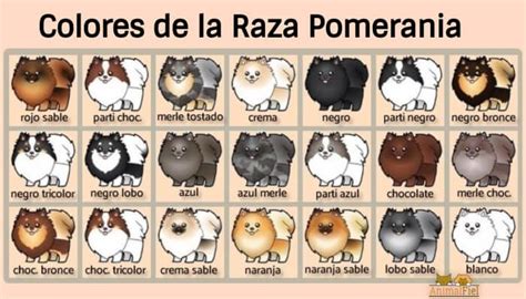 Tabla de colores de pelaje de Pomerania