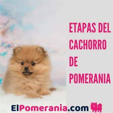Infografía: Etapas de muda del pomerania