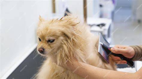 Peluquero canino secando el pelo de un Pomerania
