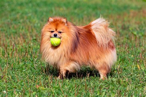 Pomerania corriendo y jugando en un parque