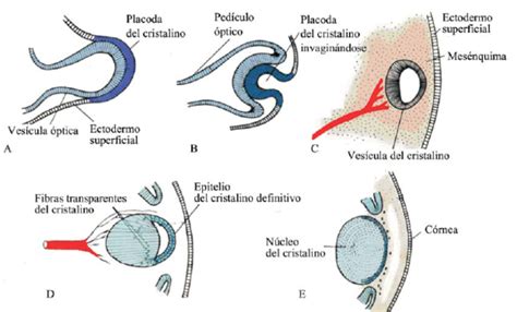 Esquema del desarrollo embrionario del ojo humano, mostrando la formación de las vesículas ópticas y la arteria hialoidea.