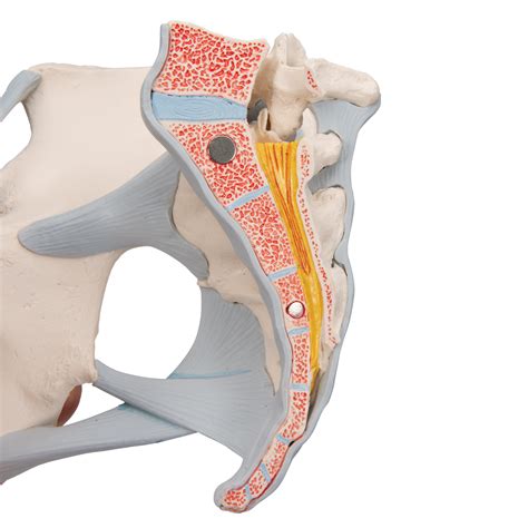 Diagrama de la sección sagital de la pelvis femenina con los músculos del suelo pélvico