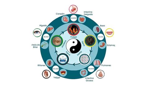 Esquema de las energías Yin y Yang en el cuerpo humano