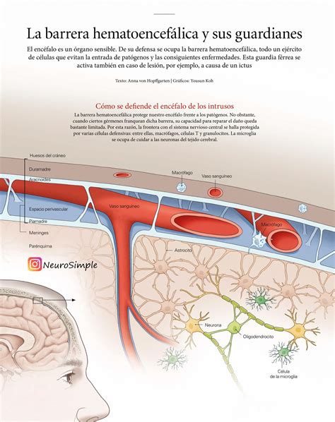 Infografía: barrera hematoencefálica y su impacto en tratamientos cerebrales