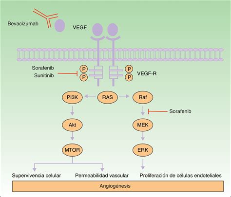 Diagrama de la acción de los fármacos antiangiogénicos en un tumor