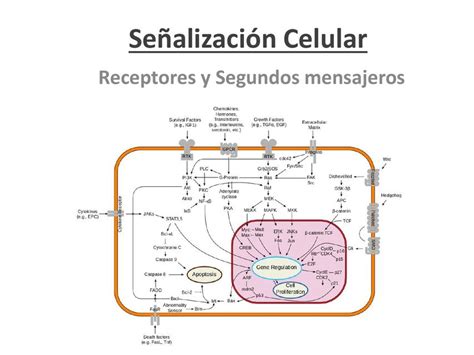 Esquema de las vías de señalización celular y objetivos de terapias dirigidas