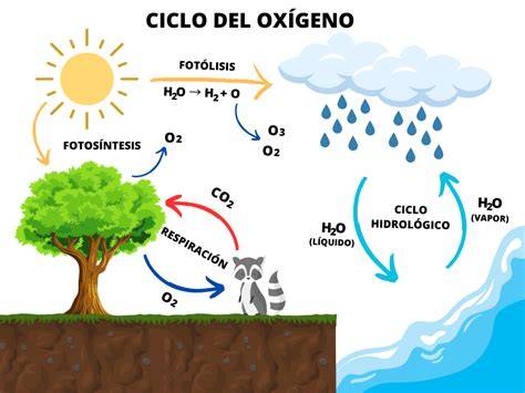 Esquema de las principales funciones de los fertilizantes en el ciclo de vida de los cultivos
