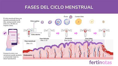 Esquema de las diferentes fases de atención a la mujer donde interviene la comadrona (embarazo, parto, postparto, salud sexual)