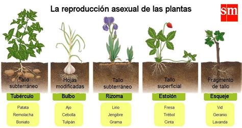 Esquema de diferentes métodos de reproducción asexual en plantas (estolones, rizomas, tubérculos, bulbos)