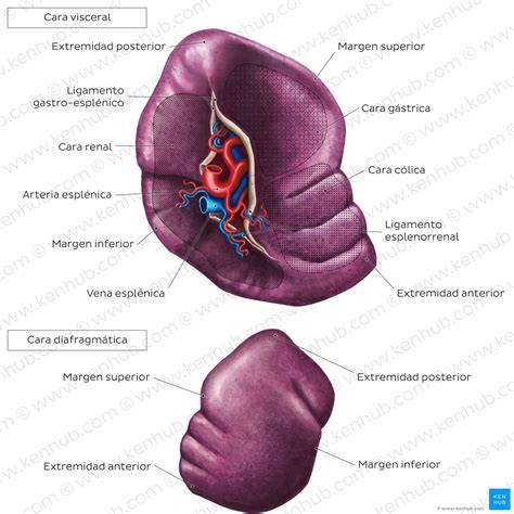Anatomía del bazo y su ubicación en el cuerpo