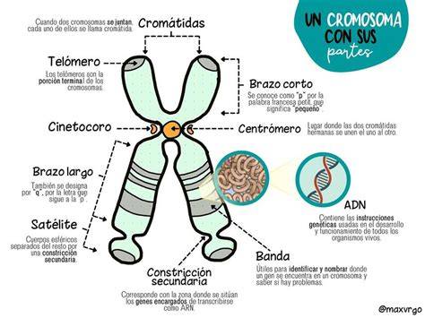 Esquema de un cromosoma duplicado con sus dos cromátidas hermanas y el centrómero