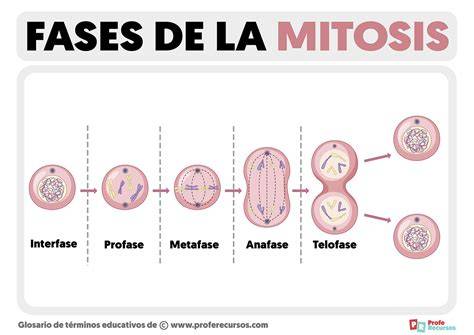 Esquema detallado de las fases de la mitosis, mostrando el estado de las cromátidas