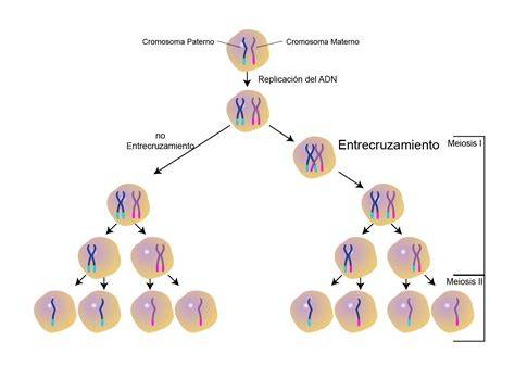 Diagrama de entrecruzamiento genético y formación de bivalentes en Profase I de la meiosis