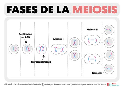 Ilustración de las fases de la meiosis, mostrando el número de cromátidas y cromosomas en cada etapa
