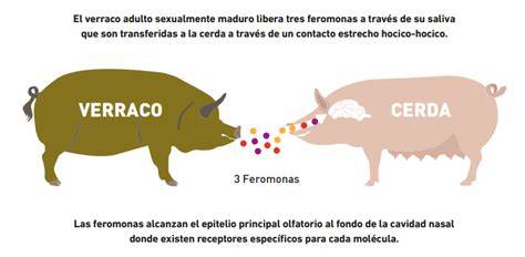 Verraco en contacto con cerdas para estimulación del celo