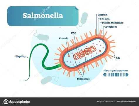 Esquema de la bacteria Salmonella