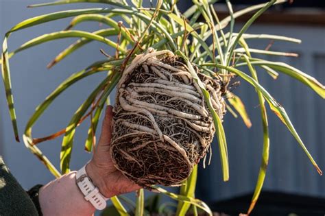 Fotografía de una planta Chlorophytum comosum con raíces tuberosas expuestas, lista para ser dividida.