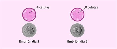 Comparativa visual del embrión en día 3 y día 5