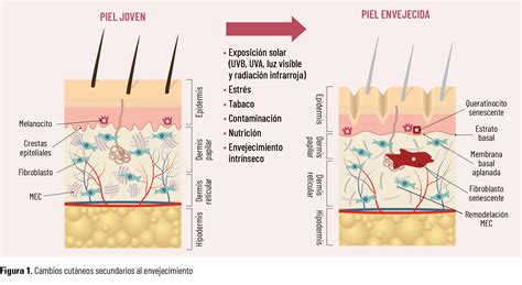 Infografía comparativa entre envejecimiento cronológico y fotoenvejecimiento, destacando las capas de la piel afectadas y los factores principales.