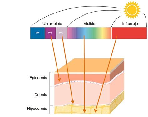 Imagen de la piel mostrando el daño causado por la radiación UV en las capas de la dermis y epidermis.