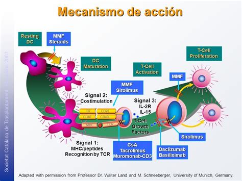 Esquema del mecanismo de acción del clotrimazol inhibiendo la síntesis de ergosterol en la pared celular del hongo.