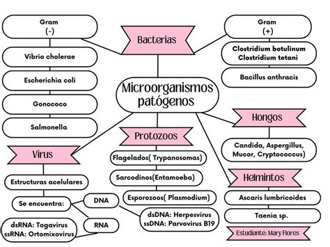 Representación gráfica de los principales microorganismos patógenos (hongos y bacterias) que pueden ser tratados con metronidazol y clotrimazol.
