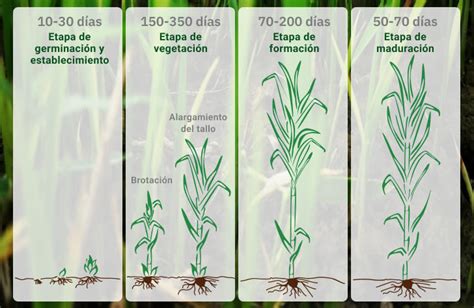 Esquema de las partes de la planta de caña de azúcar y su desarrollo en diferentes etapas