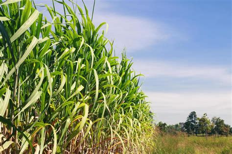 Campo de caña de azúcar con aplicación de abono orgánico