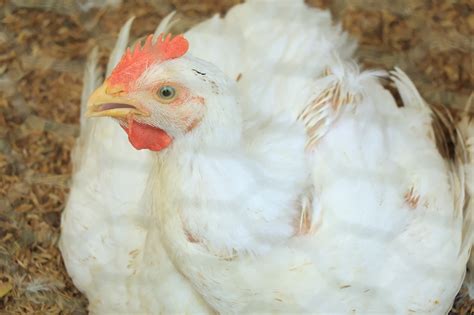 Fotografía de cogollos en fase de engorde