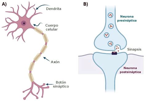 Representación esquemática de neuronas dopaminérgicas en el cerebro