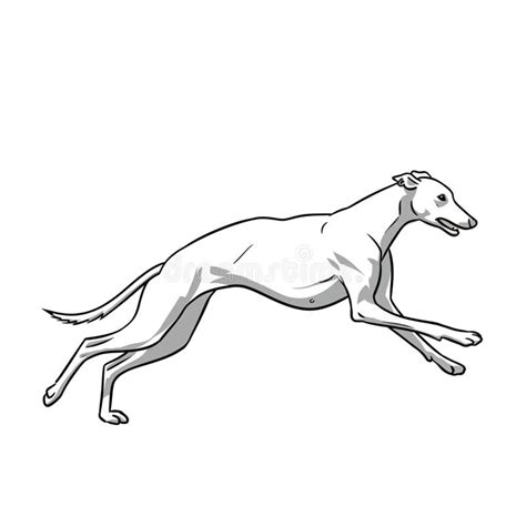 Ilustración de un galgo adulto mostrando su silueta esbelta y atlética