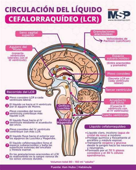 Esquema del flujo y la reabsorción normal del líquido cefalorraquídeo en el sistema nervioso central