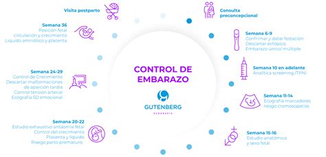 Infografía mostrando el calendario de ecografías y controles en embarazos gemelares.