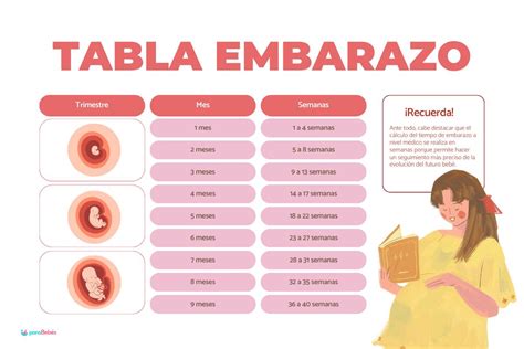 Tabla resumen con las semanas recomendadas para la interrupción del embarazo según el tipo de gestación múltiple.