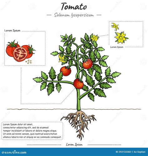 Esquema de las necesidades nutricionales de una planta de tomate en diferentes etapas de crecimiento