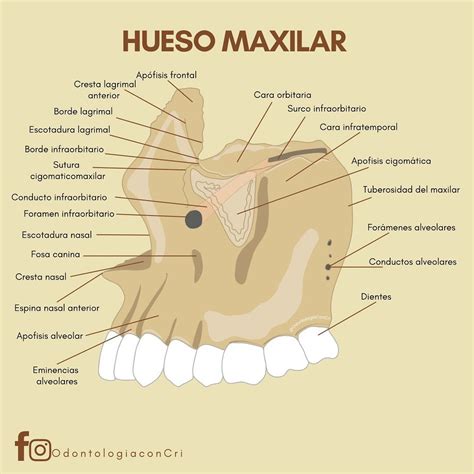 Ilustración de la anatomía de los huesos maxilares y cigomáticos