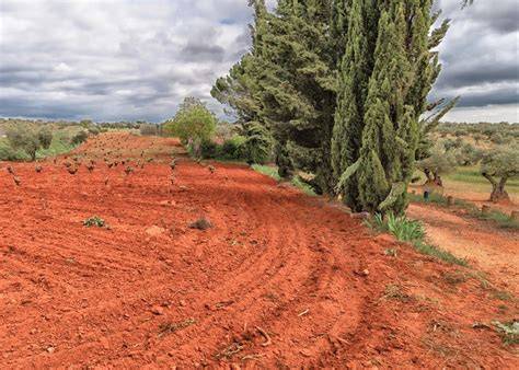 Imagen de un campo cultivado exitosamente en suelo arcilloso, mostrando plantas vigorosas.
