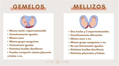 infografía sobre los tipos de gemelos: mellizos y gemelos idénticos