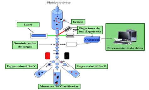 Esquema general del proceso de citometría de flujo aplicada a espermatozoides
