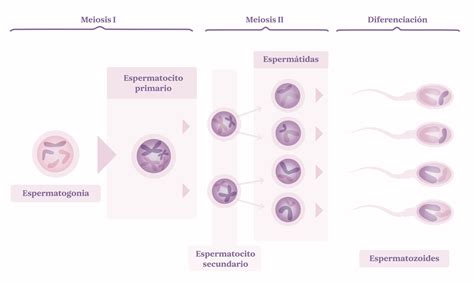 Esquema de cómo SYBR-14 y PI tiñen espermatozoides vivos y muertos