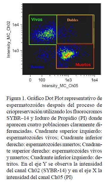 Gráfico Dot Plot representativo de espermatozoides después del proceso de criopreservación